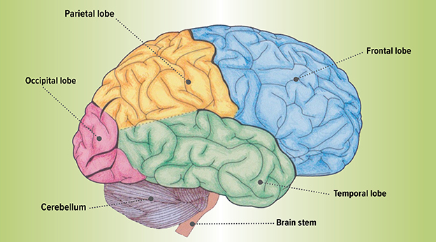 Diagram: Parts of the Human Brain