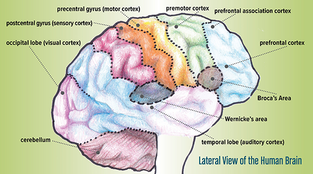 Diagram: Lateral View of the Human Brain