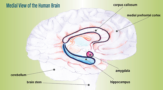 Diagram: Medial View of the Human Brain
