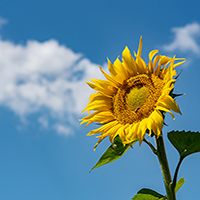 Photo: Sunflower